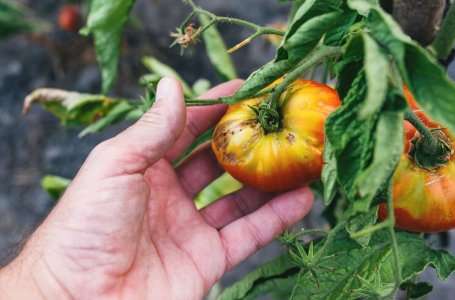 5 причин, почему скручиваются листья у помидоров